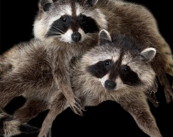 Soft Mount Raccoon Commission