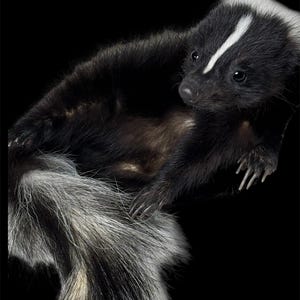 Soft Mount Striped Skunk Commission