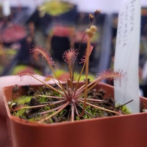 Sundew Seeds - Etsy