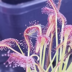 Drosera capensis Seeds - Carnivorous Sundew Plant - Easiest beginner species!