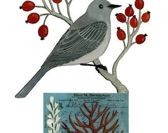 Könnte beinhalten: Illustration eines grauen Vogels, der auf einem Ast mit roten Beeren sitzt. Unter dem Vogel befindet sich ein blaues Rechteck mit botanischen Illustrationen und dem Text "Roy M. Sweeney, Physician and Surgeon".