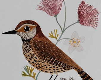 Cactus Wren