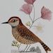 see more listings in the More Birds section