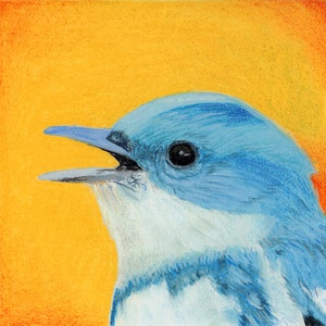 Cerulean Warbler by Daniel