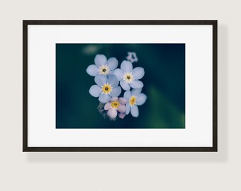 Forget-Me-Not Flowers Fine Art Photo Print | Multiple Sizes Available | Nature & Botanical Wall Art | Flower Floral Decor