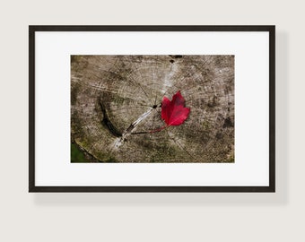 Red Autumn Leaf on a Tree Stump Fine Art Photo Print | Multiple Sizes Available | Nature Botanical Wall Art Home Decor