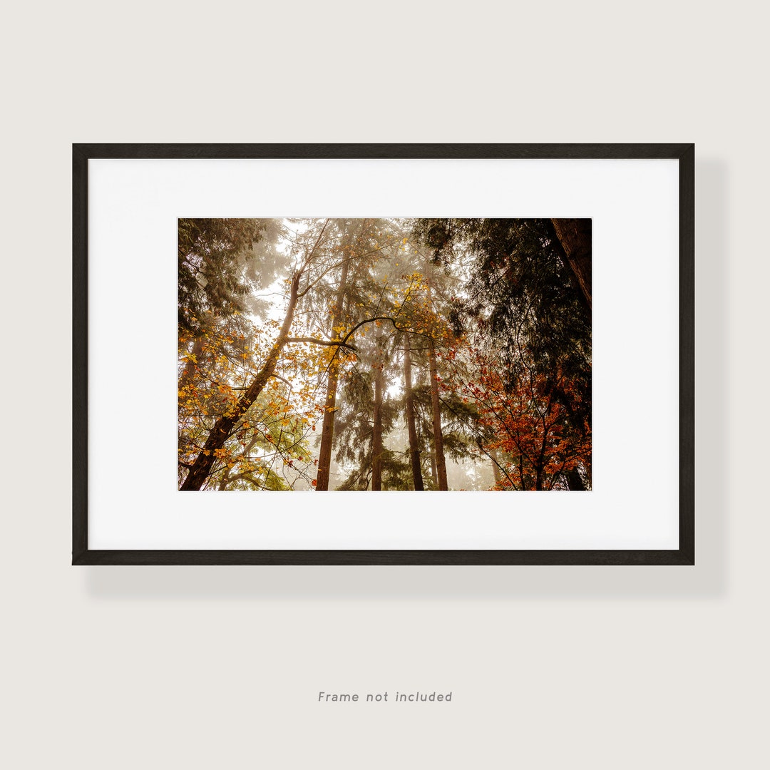 Autumn Trees in Fog Fine Art Photo Print | Multiple Sizes Available ...