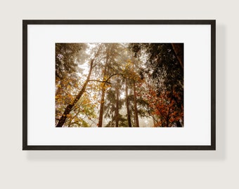 Autumn Trees in Fog Fine Art Photo Print | Multiple Sizes Available | Nature Wall Art Home Decor | Fall Landscape | Pacific Northwest