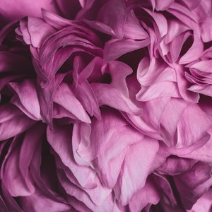 Lush Pink Peony Fine Art Photography Print Multiple Sizes Available Floral Botanical Wall Art Decor Macro Flower Photography image 7