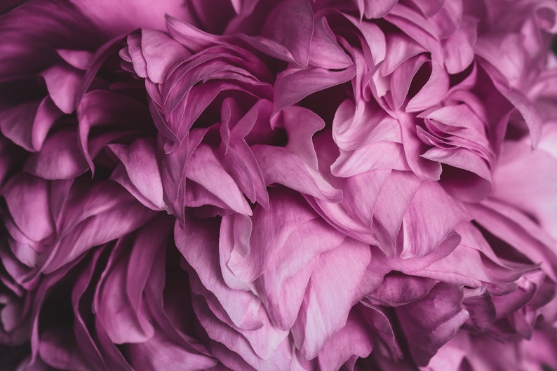 Lush Pink Peony Fine Art Photography Print Multiple Sizes Available Floral Botanical Wall Art Decor Macro Flower Photography image 7