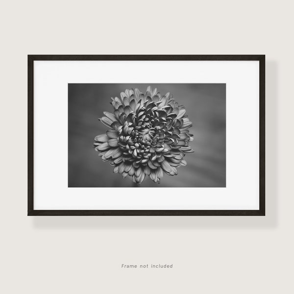 Black & White Chrysanthemum Fine Art Photography Print | Multiple Sizes Available | Macro Floral Wall Art | Botanical Nature Home Decor