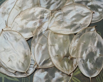 Fairy Money for Wish Magic - Dried  Lunaria Prosperity -  Honesty - Spellwork, Offerings - Witchcraft