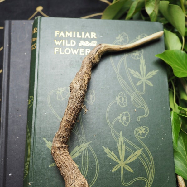 Rare Buddleia ROOT Wood Wand -Strength & Tenacity  - Pagan, Wicca, Witchcraft, Magic