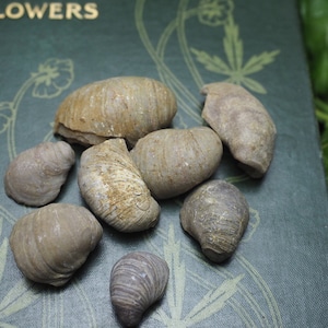 May include: A collection of seven small, irregularly shaped, light brown and grey fossilised shells with visible ridges and textured surfaces. The fossils are clustered together, displaying natural variations in size and organic, weathered detail.