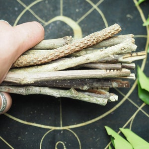 Long, Celtic Tree Ogham staves made with corresponding woods For Divination For Pagans, Wiccans, Druids, Witchcraft image 4