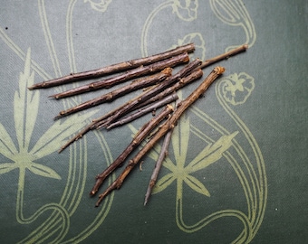 10 British Blackthorn Tree Thorn's for Protective Spellwork or Charms - Pagan, Wicca, Witchcraft, Traditional, Avalon