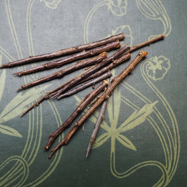 10 British Blackthorn Tree Thorn's for Protective Spellwork or Charms - Pagan, Wicca, Witchcraft, Traditional, Avalon