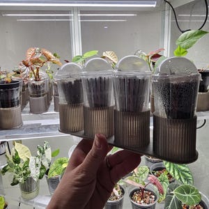 Self Watering Corm Propagation Cup Holders