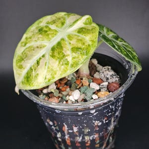 Alocasia Ninja Variegated - Etsy