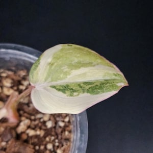 orchid plant soil Molly's Bark-Based Mix for Orchids | Veryplants