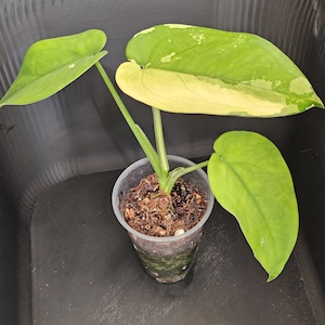 May include: A variegated Philodendron plant with three heart-shaped leaves in shades of light green and creamy yellow, planted in a clear plastic cup filled with dark potting soil and visible root structures at the base of the stem.