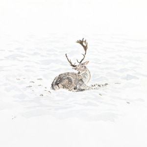 Biglietti d'auguri - Animali selvatici. Biglietti quadrati da 12 cm