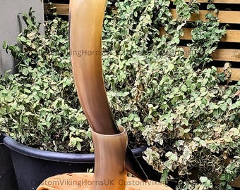 May include: A large, curved drinking horn with a light brown to dark brown gradient. The horn is standing upright in a matching base. The background features lush green foliage and a wooden surface.