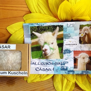 Alpaka Postkarten und Alpaka Box Wollbox und Alpakawolle und Karte Geschenkbox Alpaka