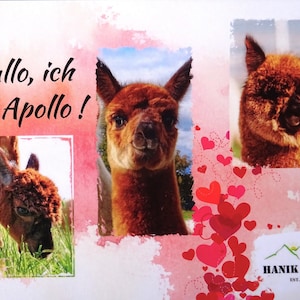 Postcards with Alpaca Alpaca postcards Card with Alpaca
