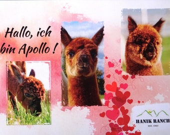 Postcards with Alpaca Alpaca postcards Card with Alpaca