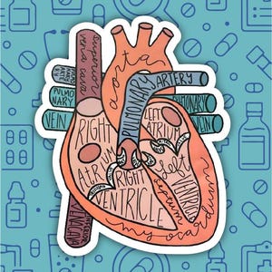 May include: A colorful illustration of a human heart with the different chambers and valves labeled. The heart is drawn in a cartoon style with a pink, red, and blue color scheme. The text includes "superior vena cava", "right atrium", "right ventricle", "left atrium", "left ventricle", "pulmonary artery", "pulmonary vein", "aorta", and "myocardium".