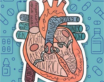 Nurse Heart Anatomy Bumper Stickers Medical Decals for Nurses, Cardiac Themed Waterproof Stickers for Computers, Cars, Drinkware