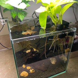 The Root Clip - Aquarium Plant Holder for Substrate-less Emersed Plants