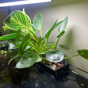 Puede incluir: Una planta verde vibrante con hojas a rayas blancas y hojas redondas y planas. La planta está en un recipiente rectangular negro lleno de pequeñas piedras. Una luz brillante ilumina la planta desde arriba.