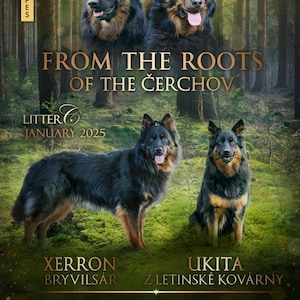 May include: A promotional poster featuring four Chodský Pes dogs. The poster includes the text "FROM THE ROOTS OF THE ČERCHOV" and "LITTER JANUARY 2025". Two dogs are at the top, and two are at the bottom. The dogs have black and tan fur.