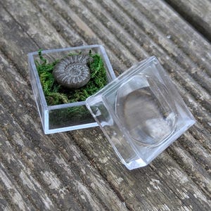 Op de afbeelding: Een gefossiliseerde ammonietschelp rust op groen mos in een doorzichtige, vierkante vitrine. De vitrine is open en onthult het ingewikkelde spiraalpatroon van het oude zeedier. De vitrine staat op een verweerd houten oppervlak.
