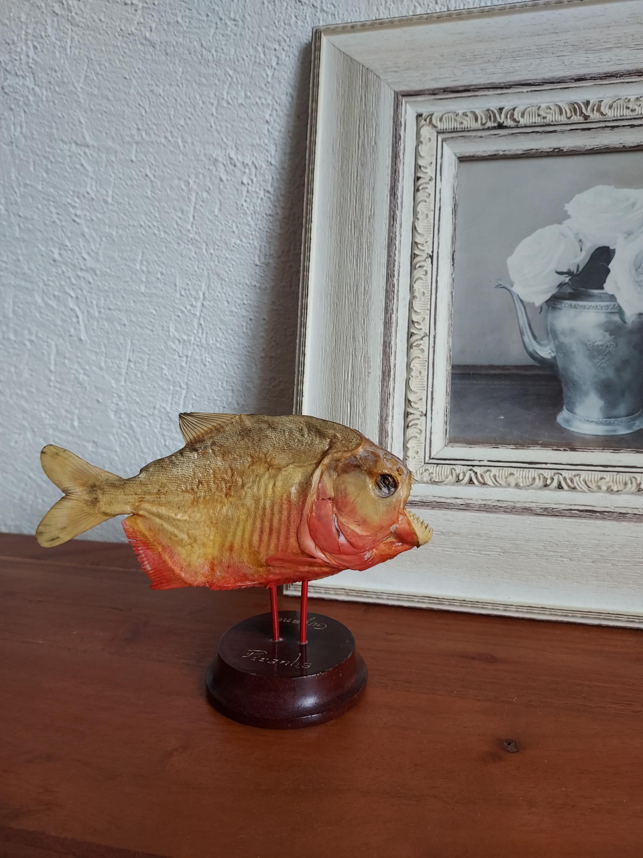 Taxidermie Piranha Poisson Embaumé Venezuela Fish Taxidermie Piranha Poisson Embaumé Venezuela Fish