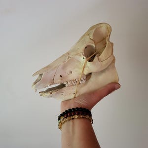 Pig Skull – Unique Piece from the Cabinet of Curiosities