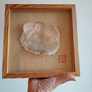 Frame with mother-of-pearl shell