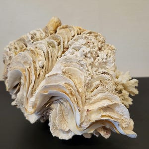 Pode incluir: Uma grande concha de molusco gigante natural com uma estrutura complexa, ondulada e em camadas. O exterior apresenta uma coloração esbranquiçada e bege desgastada com uma textura rugosa e calcificada, exibindo cristas orgânicas.