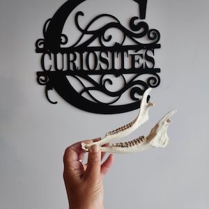 Deer jawbone – Real natural bone – Curiosity / nature decoration