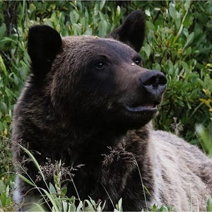 以下が含まれることがあります： 自然の中にいる茶色のグリズリーベアのクローズアップ。クマは顔と耳の周りに濃い毛皮があり、体にはより明るい毛皮があります。クマは緑の葉に囲まれています。