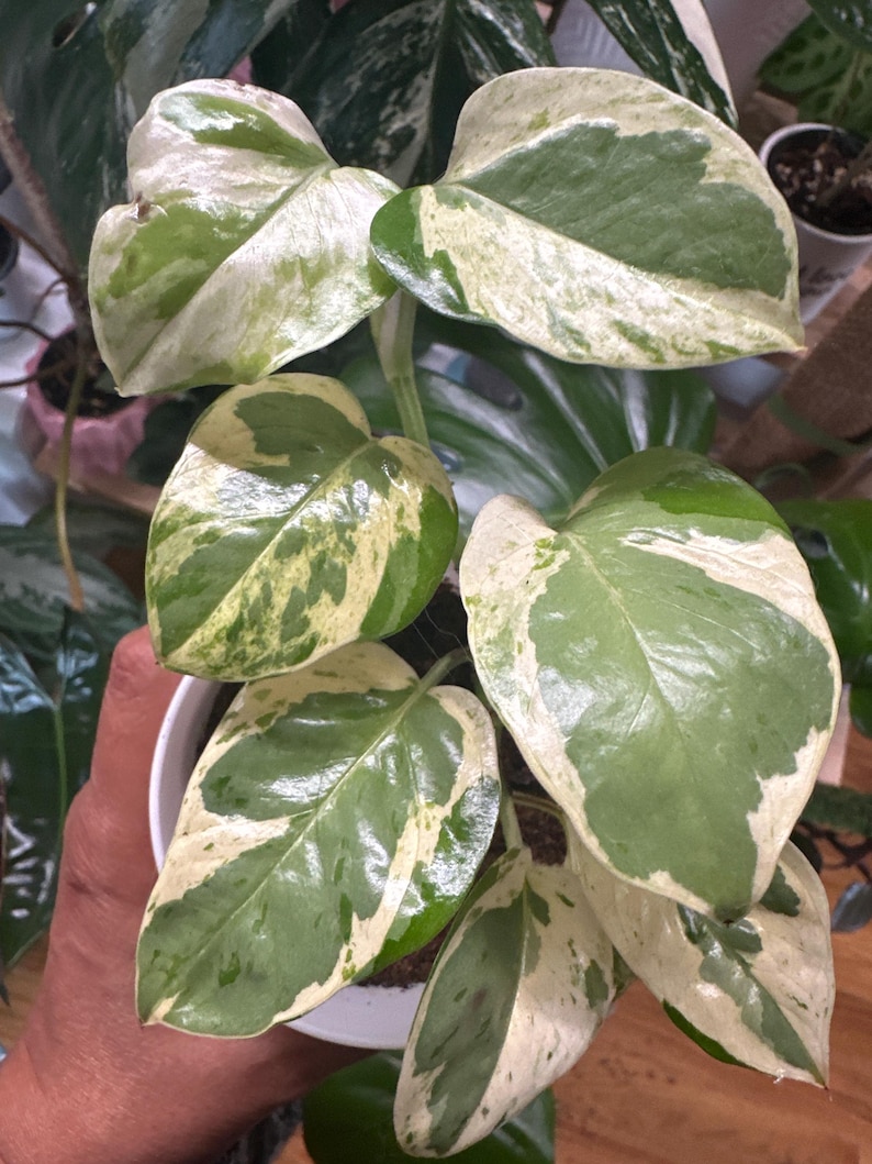 Epipremnum pinnatum N'JOY