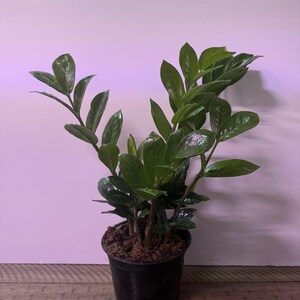 ZZ Black Queen - Easy Plant- Low Light Plant-zamioculcas