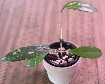 Hoya Pubicalyx - Splash Foliage