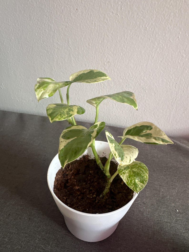 Epipremnum pinnatum N'JOY - Thumbnail 2