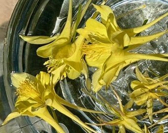 COLUMBINE: Prezioso dono della vita - Sublime essenza floreale da 1 oz