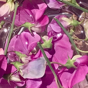 Pode incluir: Flores de ervilha doce rosa em uma tigela de água. As flores flutuam na água e algumas estão parcialmente submersas. A água é clara e reflete a luz.