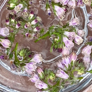 May include: A close-up of a glass jar filled with water and purple flowers. The flowers are submerged in the water and appear to be floating.