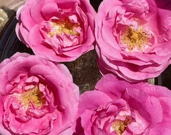 FAIRY ROSE: Witnessing Your Sacred Essence- 1oz Sublime Flower Essence